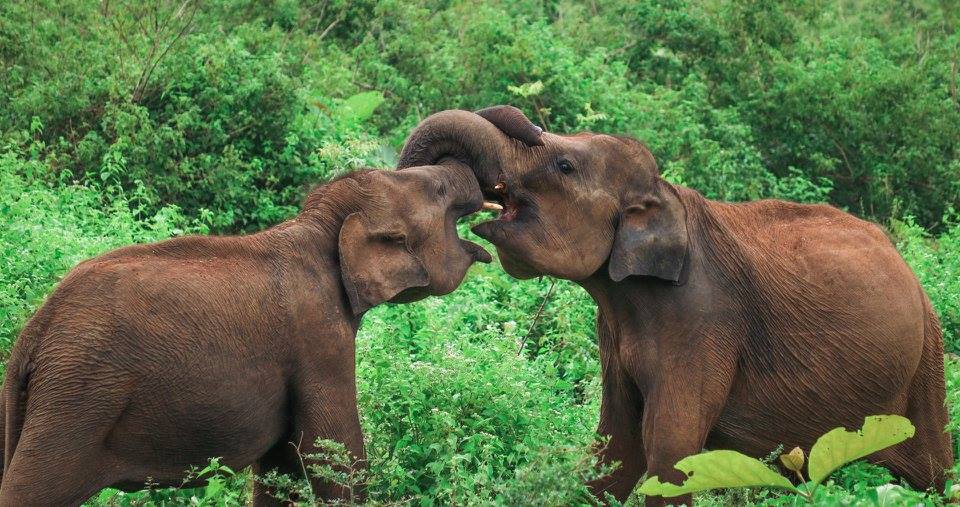 Elephants_Udawalawa_National_Park_fight