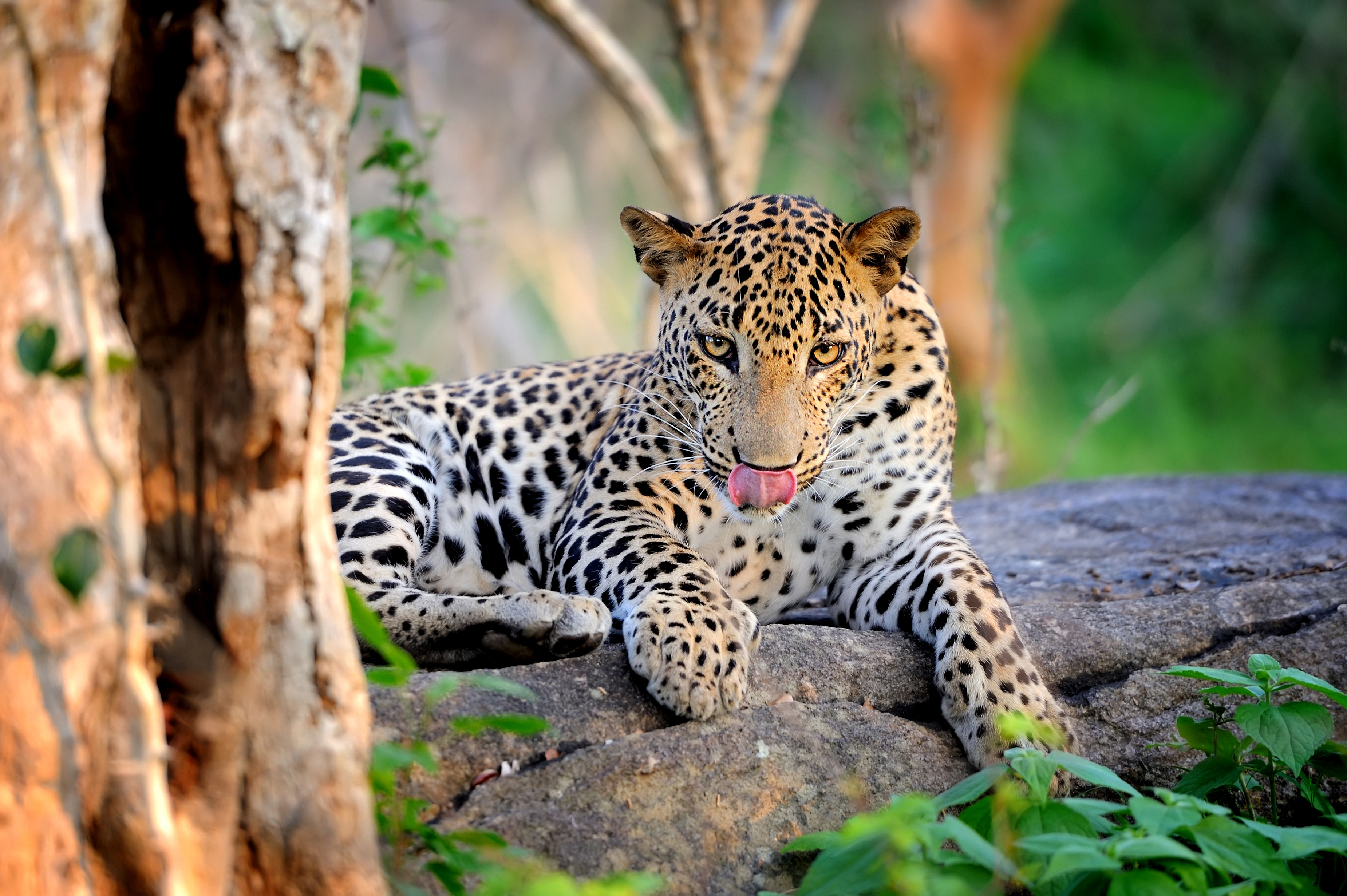 Leopard in the wild on the island of Sri Lanka