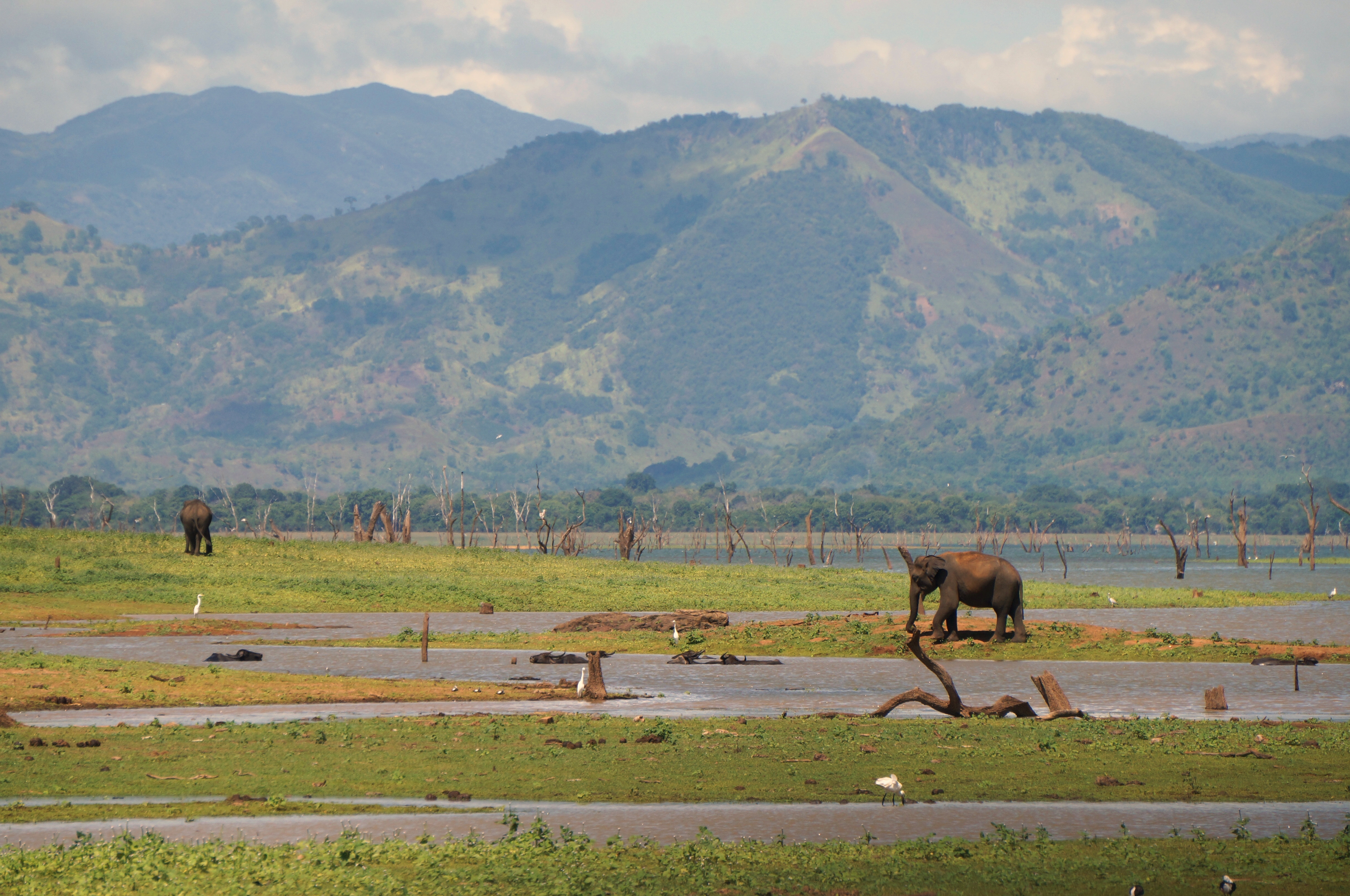 Parc_national_de_Uda_Walawa_Sri-Lanka_(4)